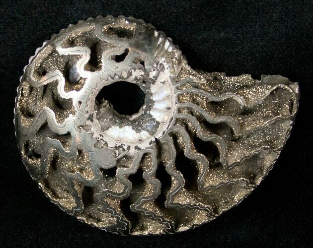Pyritized Kosmoceras Ammonite Fossil #15705